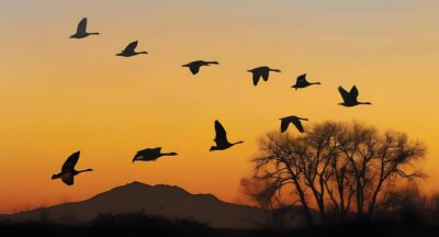 Geese flying in v formation at sunset