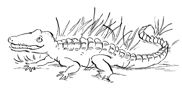 aligator