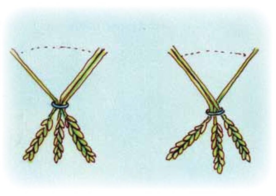 plaiting three stalks of grass