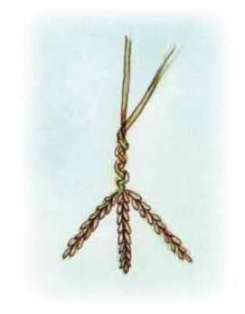 plaiting three straws of grass