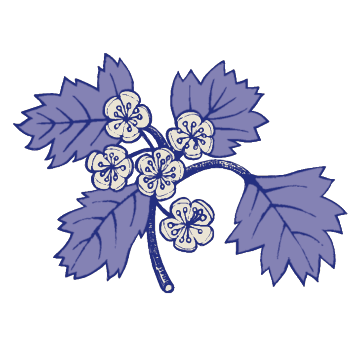 hawthorn sprig - the logo of Hawthorn Press