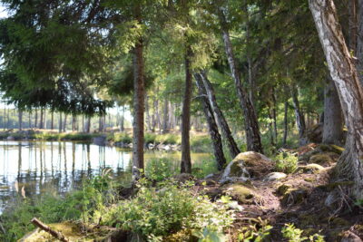 Woodland by water