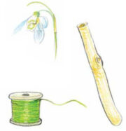 small hazel wood stick and green thread