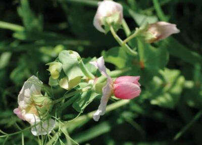 cropped cover of Biodynamic Farming Handbook, by John Bradshaw