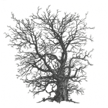 A tree in winter, bare of its leaves.