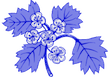 Hawthorn Press logo (a sprig of hawthorn blossom)