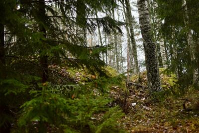 Pine trees and moss in autumn.
